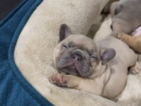 French bulldog devıçka kremovaya