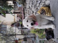 Golden Retriever Güzellikler