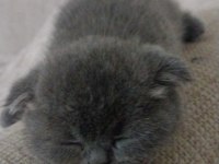 2 aylık sağlıklı hareketli scottish fold