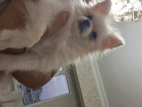 Mikro Dişi 9 Aylık Kızana Girmek Üzere Pomeranian