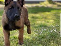 2 aylık Belçika Kurdu (Malinois) yavrularım