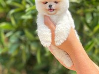 POMERANİAN BOO ORJİNAL IRK GARANTİLİ