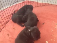 Siyah pug yavrumuz