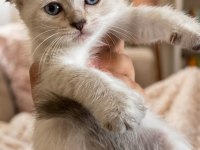 Şampiyon scottish fold güzeller