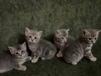 Yavru 37 günlük british shorthair