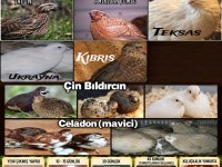 YUMURTAYA YAKIN GENÇ BILDIRCINLAR!