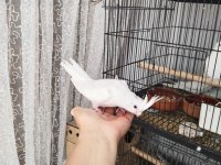 İster tek ister toplu Albino Sultan Papağanı