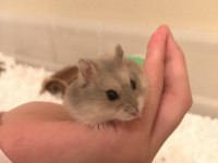 HAMSTER GONZALES YAVRULARIMIZ HERYERE GÖNDERİM