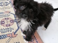 Terrier maltese 4 aylık erkektir