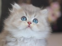 Dünya Tatlısı British Longhair Yavrular