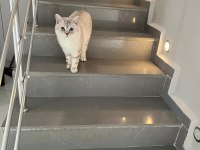 British shorthair golden point kedimiz sahiplendirilecektir