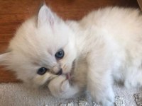 british longhair 2.5 aylık