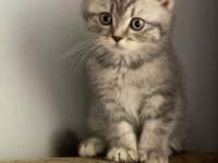 Muhteşem güzellikte british shorthair bebeklerimiz