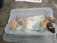 Yavru gonzales hamster