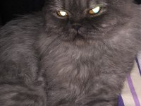 Scottish fold kedimiz eşrefe eş arıyoruz