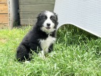 Siyah Beyaz Border Collie Yavrular