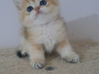 British Shorthair Golden Erkek
