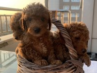 Toy poodle sahiplendiriyoruz