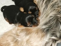 Yorki Bebekler