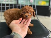 Show kalite tea cup kore toy poodle ziyarete açık