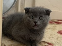 Scottish Fold yavrular
