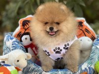 Fci Şecereli Pomeranian Teddy