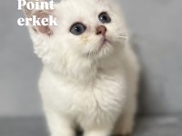 Point British Shorthair Erkek