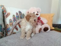 Muhteşem Maltipoo bebek köpekler