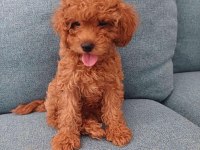 Toy poodle köpeğimiz