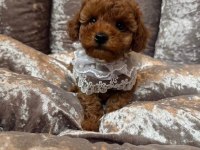 Mükemmel Kalitedeki Toy Poodle Yavrularımız