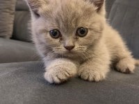 Dünyalar güzeli scottish fold kızımız yuvasını arıyor