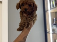 Oyun delisi poodle bebekler