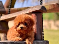 Wc Eğitimli Toy Poodle Yavruları