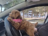 Poodle bebeğimiz yeni yuvasını bekliyor