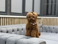Kore Teacup Poodle bebek
