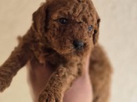 Safkan Toy Poodle Yavruları