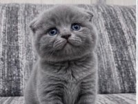 Mavi gözlü blue point scottish fold yavrular