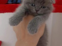 Teslime hazır bebek kedilerim