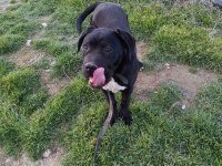 6 Aylık Cane Corso Erkek