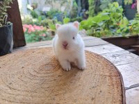 Mini lop ve cüce tavşan bebeklerimiz