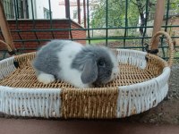 Hollanda teddy lop tavşanlar
