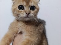 Scottish fold golden yavrular
