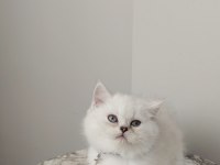 Teslime hazır erkek british shorthair yavrumuz