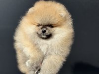 Yasal Ruhsatlı Çifrlikde Ziyarete Açık Teddy Pomeranian