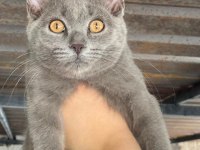 3 Adet 3 Aylık Yavru British Shorthair