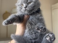 Top Kafa Scottish Fold Yavrumuz