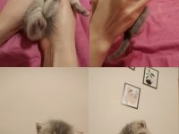 Rezerve British Shorthair