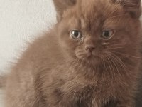 Cinnemon safkan british shorthair