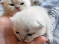 Son iki erkek yavru scottish fold