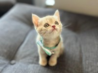 British shorthair 50 günlük yavru
